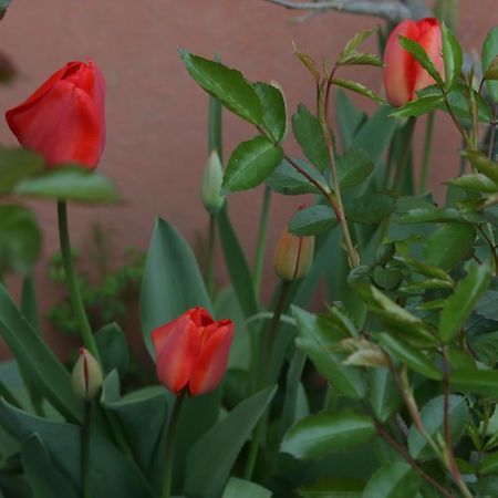 Agriturismo Cascina Della Fontana ロディ エクステリア 写真